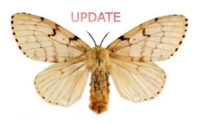 ACTUALIZACIÓN: Circular 35/2020: PLAGA DE LYMANTRIA DISPAR (POLILLA GITANA)