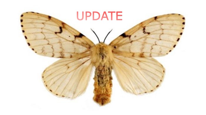 UPDATE: Circular 35/2020: LYMANTRIA DISPAR PLAGUE (GYPSY MOTH)