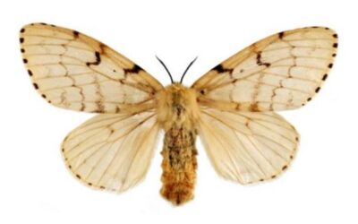 CIRCULAR 40/21: PLAGA DE LYMANTRIA DISPAR (POLILLA GITANA): APLAZADA